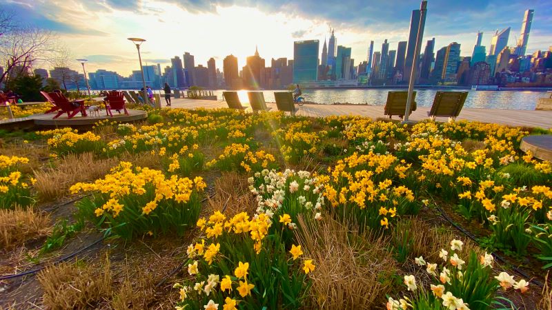 Gantry Plaza State Park Daffodils